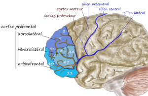Prefrontal